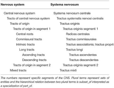 The Representation of White Matter in the Central Nervous System